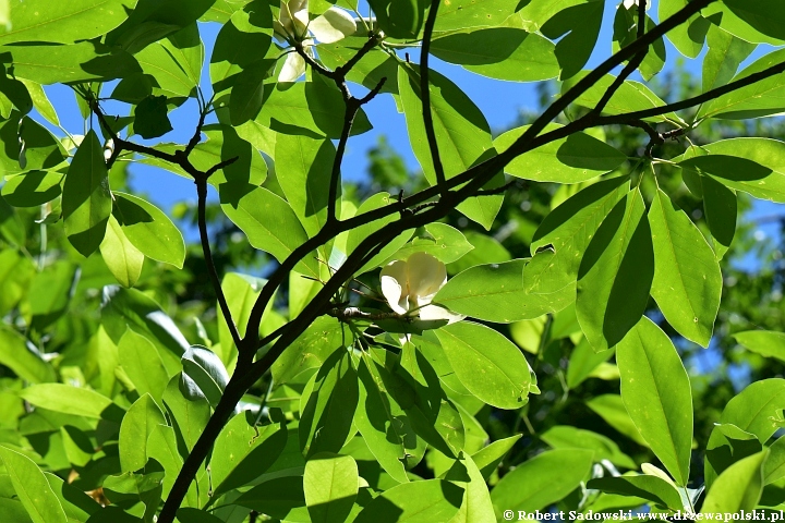 Kwitnie magnolia sina
