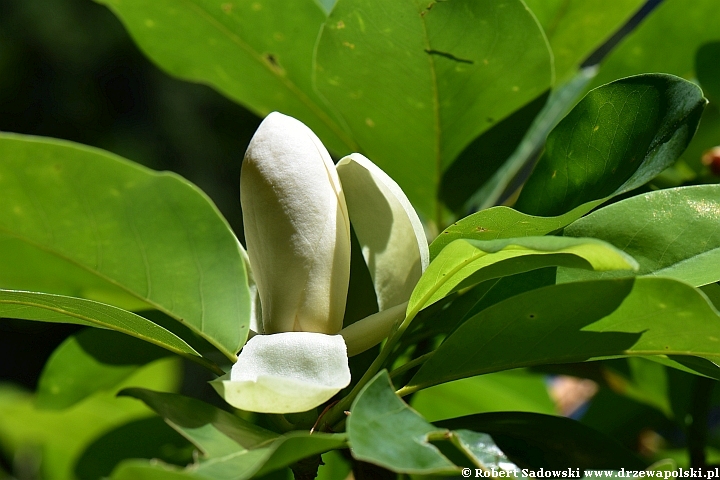 Kwitnie magnolia sina