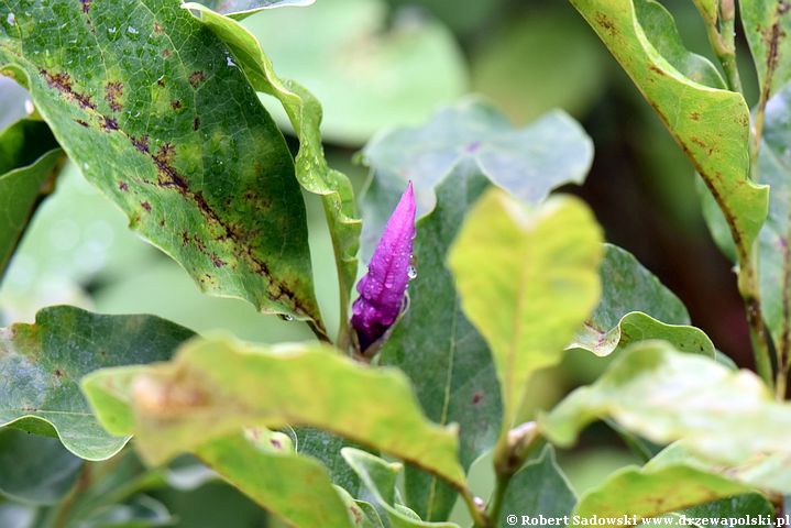 Magnolie ponawiają kwitnienie