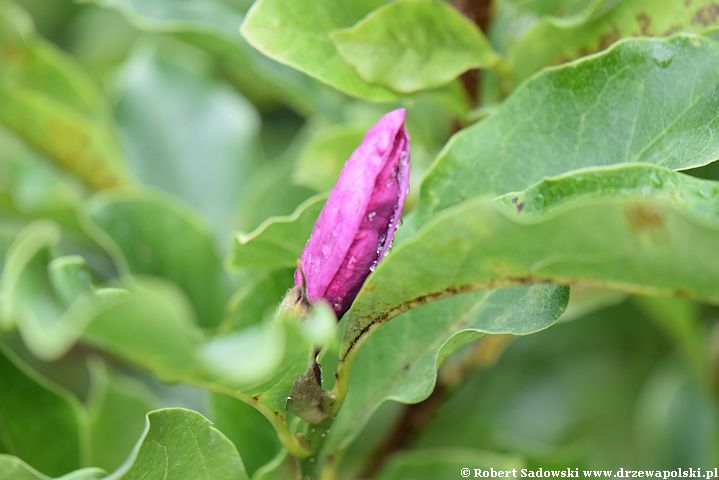 Magnolie ponawiają kwitnienie