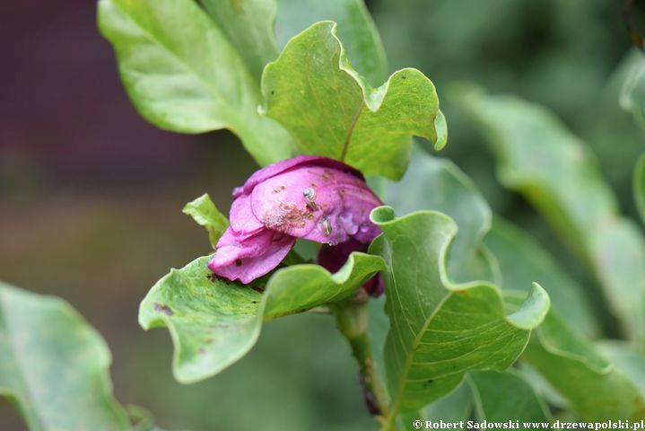 Magnolie ponawiają kwitnienie