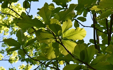 Magnolia szerokolistna gałązka