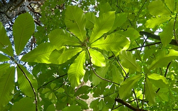 Magnolia szerokolistna gałązka