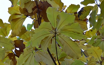 Magnolia szerokolistna gałązka jesienią