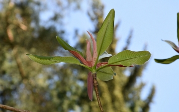 Magnolia szerokolistna gałązka wiosną