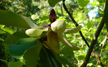 Magnolia szerokolistna kwiat