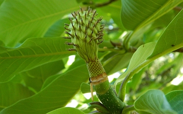 Magnolia szerokolistna niedojrzały owoc