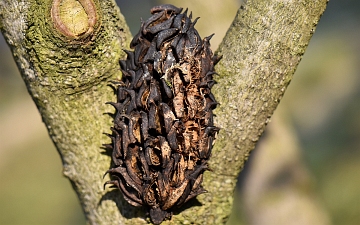 Magnolia szerokolistna owoc zimą