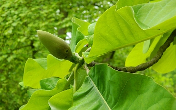 Magnolia szerokolistna pąk kwiatowy