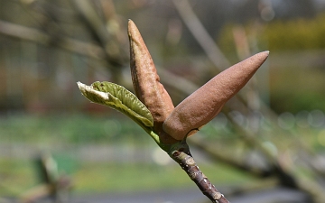 Magnolia szerokolistna pierwsze liście