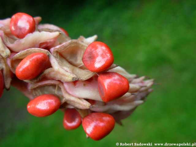 Magnolia Wilsona