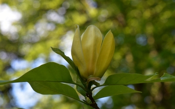 Magnolia Yellow Bird kwiat