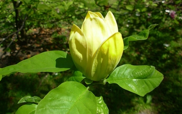 Magnolia Yellow Bird kwiat