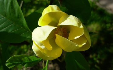 Magnolia Yellow Bird kwiat