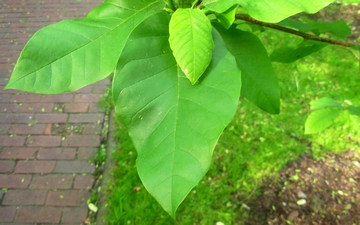 Magnolia Yellow Bird liść