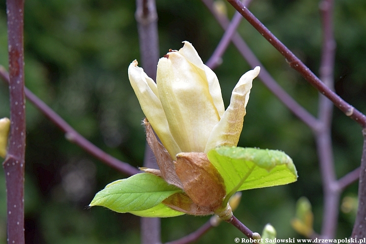 magnolia Yellow Lantern