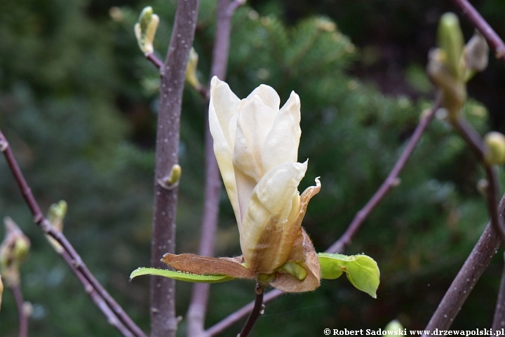 magnolia Yellow Lantern