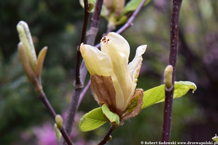 magnolia Yellow Lantern