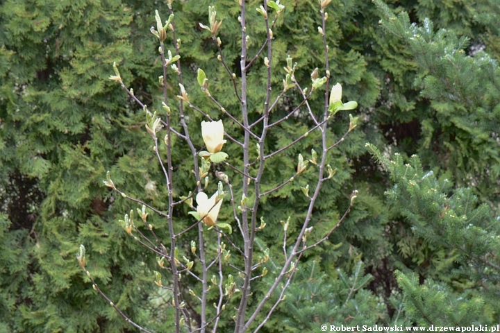 magnolia Yellow Lantern