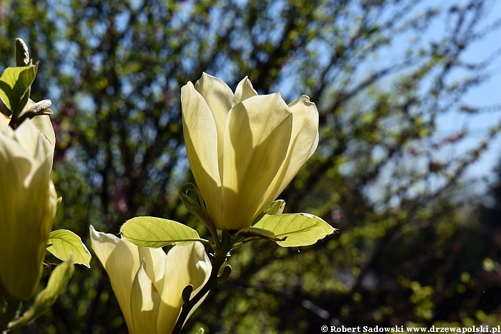 Żółta magnolia 'Yellow Lantern'