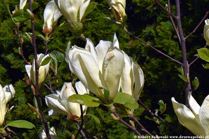 Żółta magnolia 'Yellow Lantern'