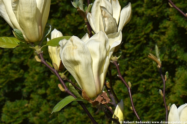 Żółta magnolia 'Yellow Lantern'