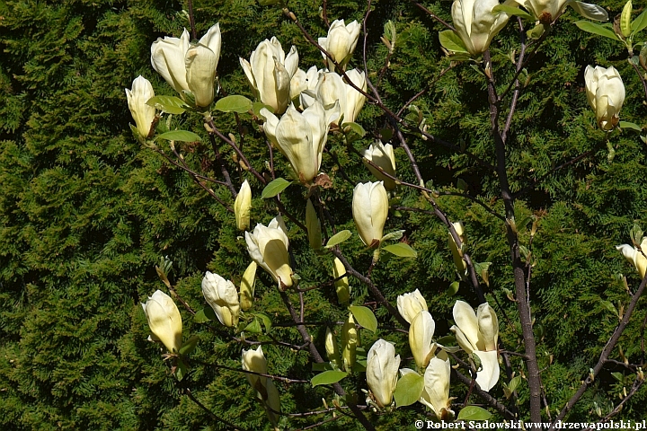 Żółta magnolia 'Yellow Lantern'