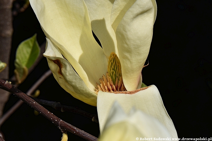 Żółta magnolia 'Yellow Lantern'