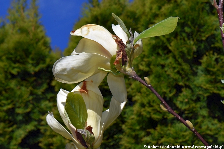 Żółta magnolia 'Yellow Lantern'