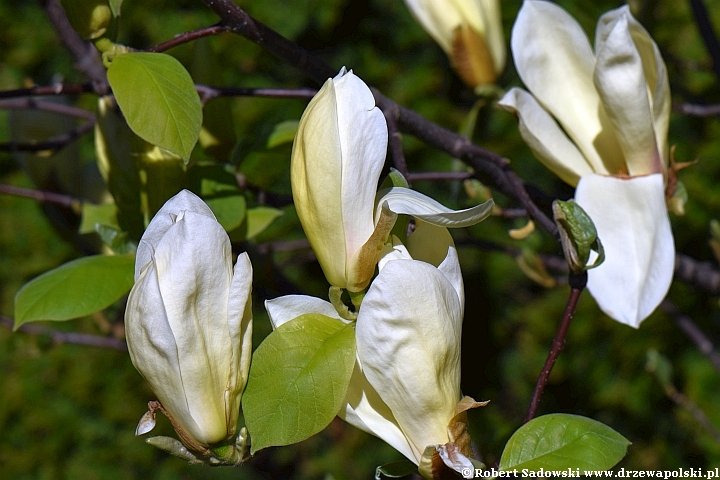 Żółta magnolia 'Yellow Lantern'