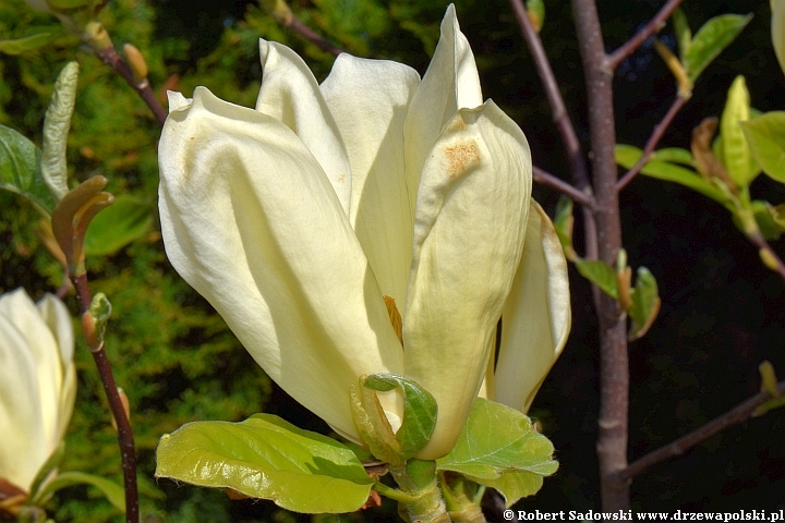 Żółta magnolia 'Yellow Lantern'