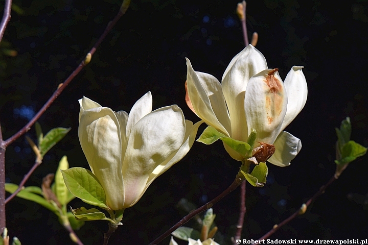 Żółta magnolia 'Yellow Lantern'