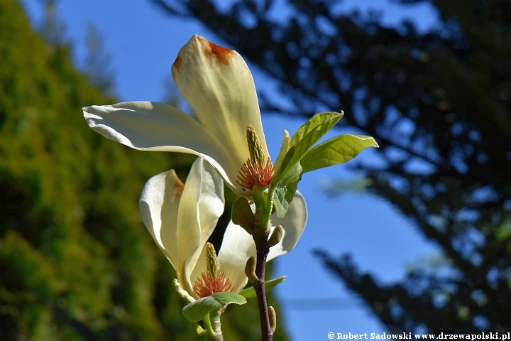 Żółta magnolia 'Yellow Lantern'