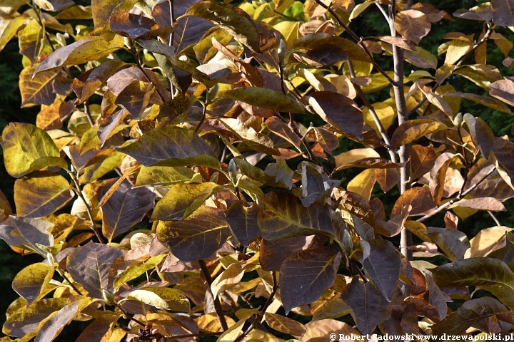 Nasiona - magnolia 'Yellow Lantern'