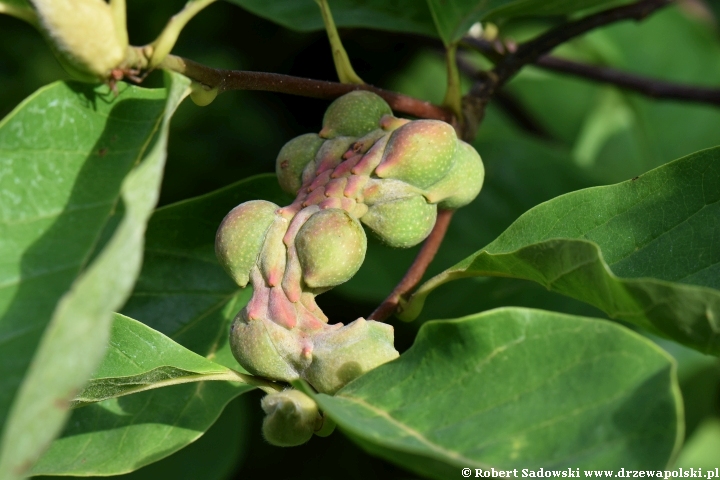 Owoce - magnolia 'Yellow Lantern'