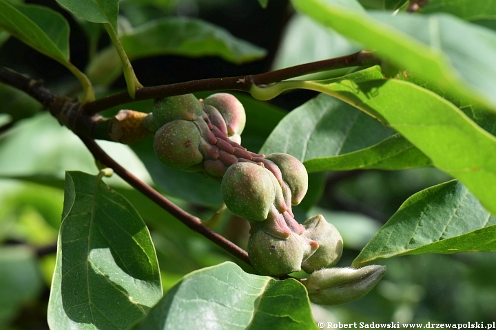 Owoce - magnolia 'Yellow Lantern'