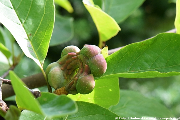 Owoce - magnolia 'Yellow Lantern'