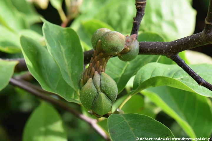 Owoce - magnolia 'Yellow Lantern'