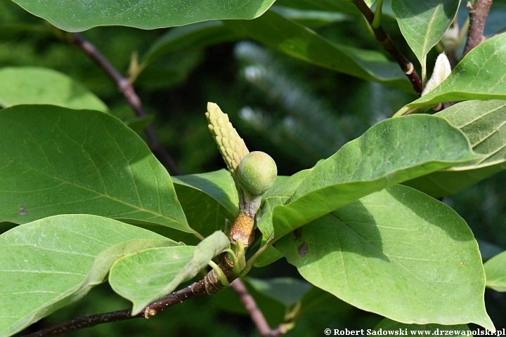 Owoce - magnolia 'Yellow Lantern'