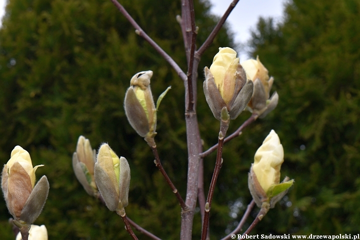 Rozwój kwiatów magnolii