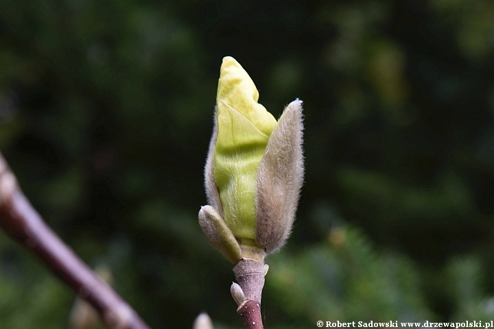 Rozwój kwiatów magnolii