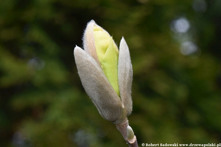 Rozwój kwiatów magnolii