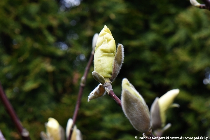 Rozwój kwiatów magnolii