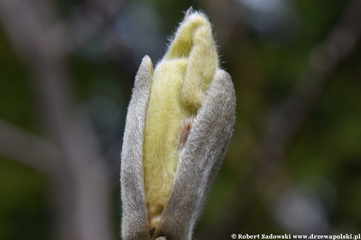 Rozwój kwiatów magnolii