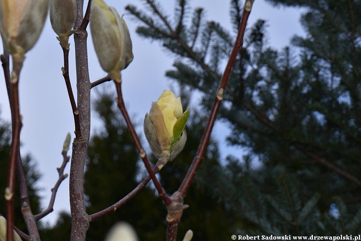 Rozwój kwiatów magnolii