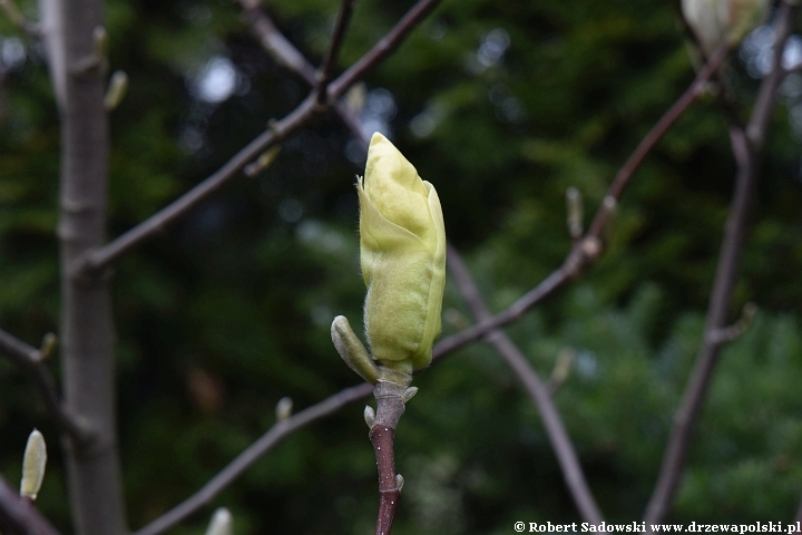 Rozwój kwiatów magnolii