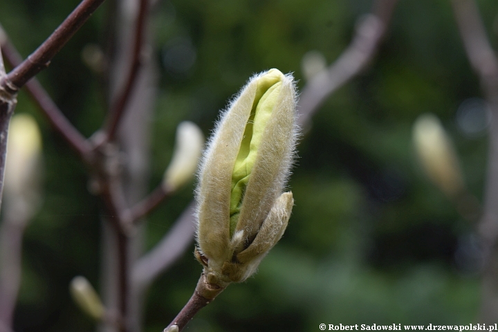 Rozwój kwiatów magnolii