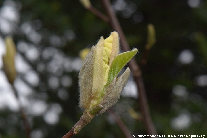 Rozwój kwiatów magnolii