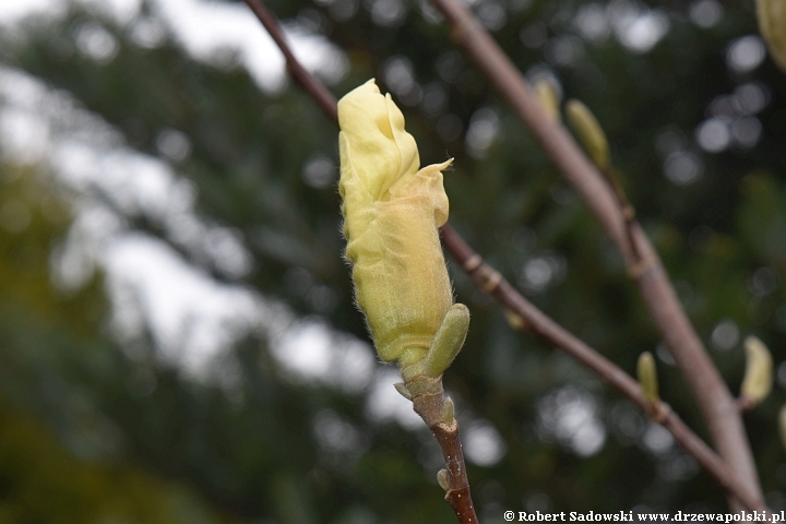 Rozwój kwiatów magnolii