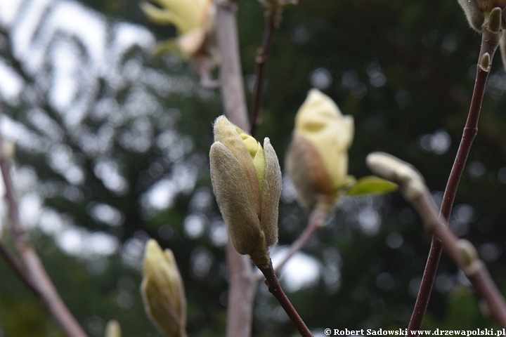 Rozwój kwiatów magnolii